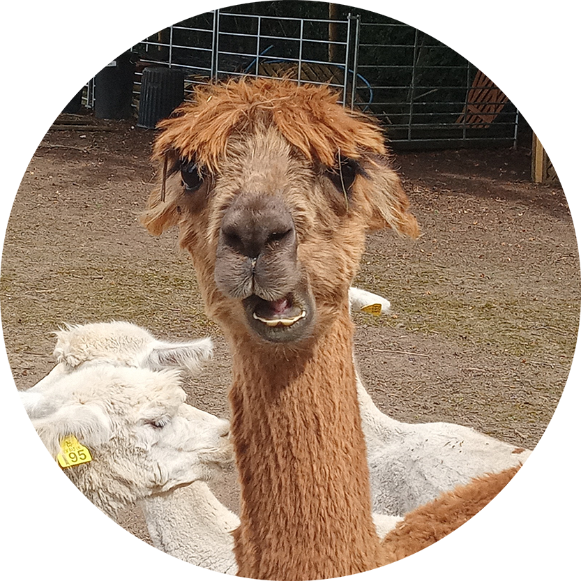 Romesh the Alpaca from the Healing Herd in Nether Wallop